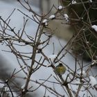 Ruhepause eines Erlenzeisig-Männchens im Hollerbusch