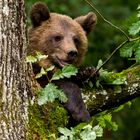 Ruhepause im Baum