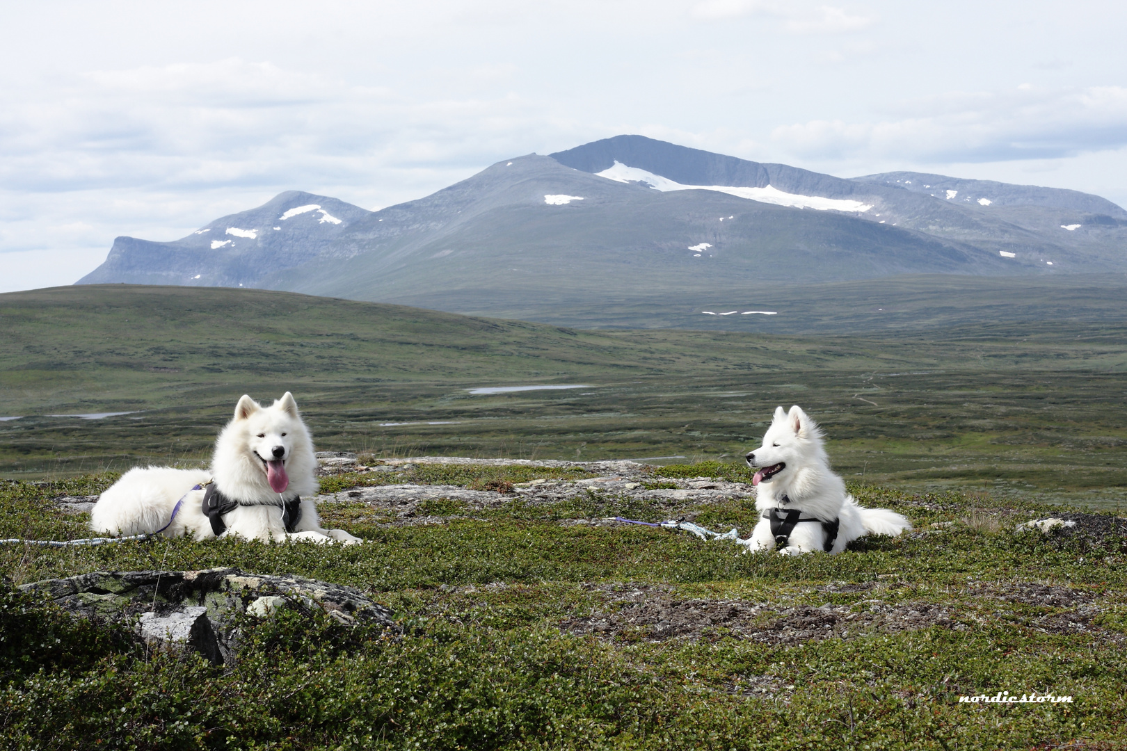 Ruhepause im Fjäll