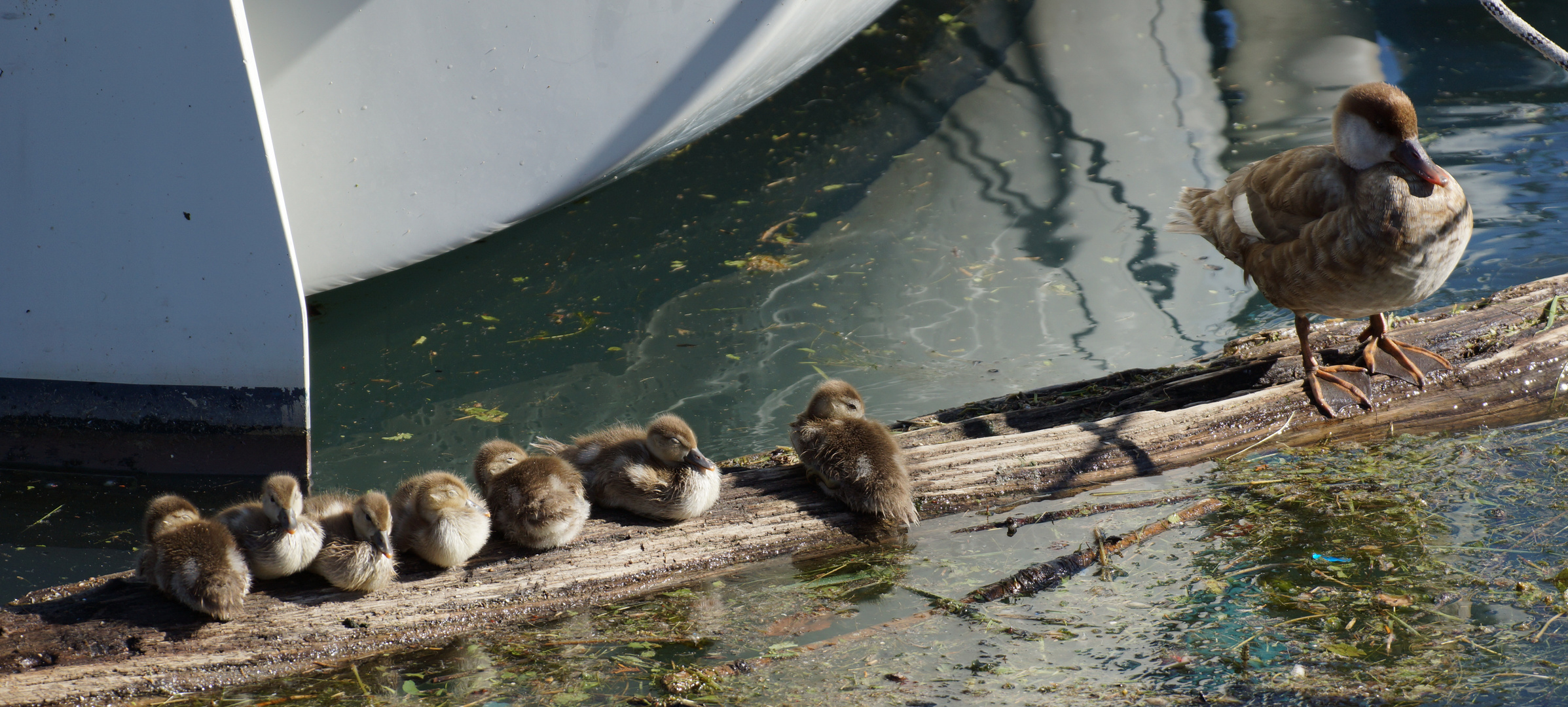 Ruhepause im Lindauer Hafen