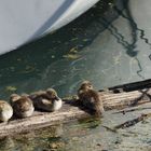 Ruhepause im Lindauer Hafen