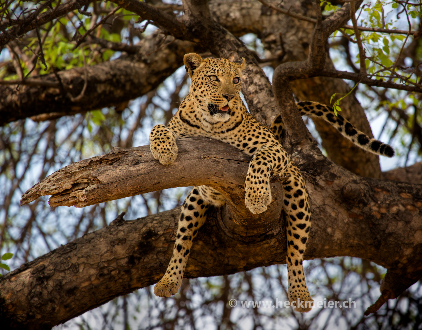 Ruhepause im Okavango-Delta