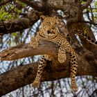 Ruhepause im Okavango-Delta