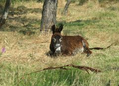 Ruhepause im Olivenhain