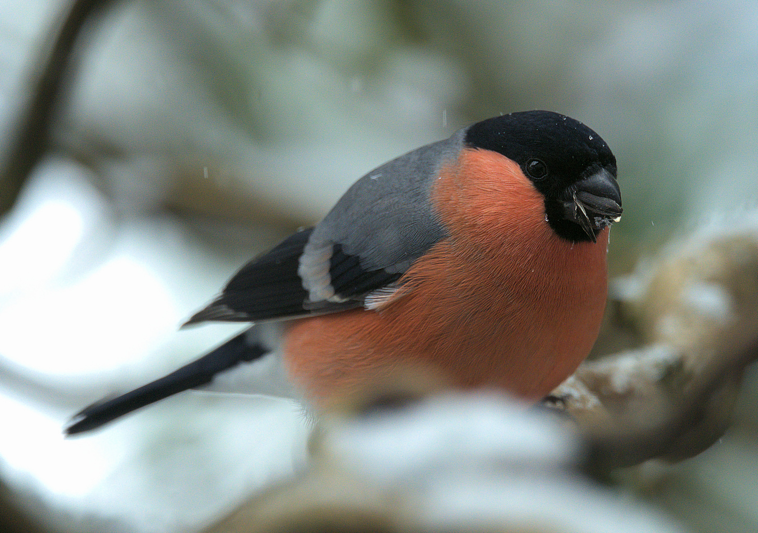 Ruhepause im Schnee