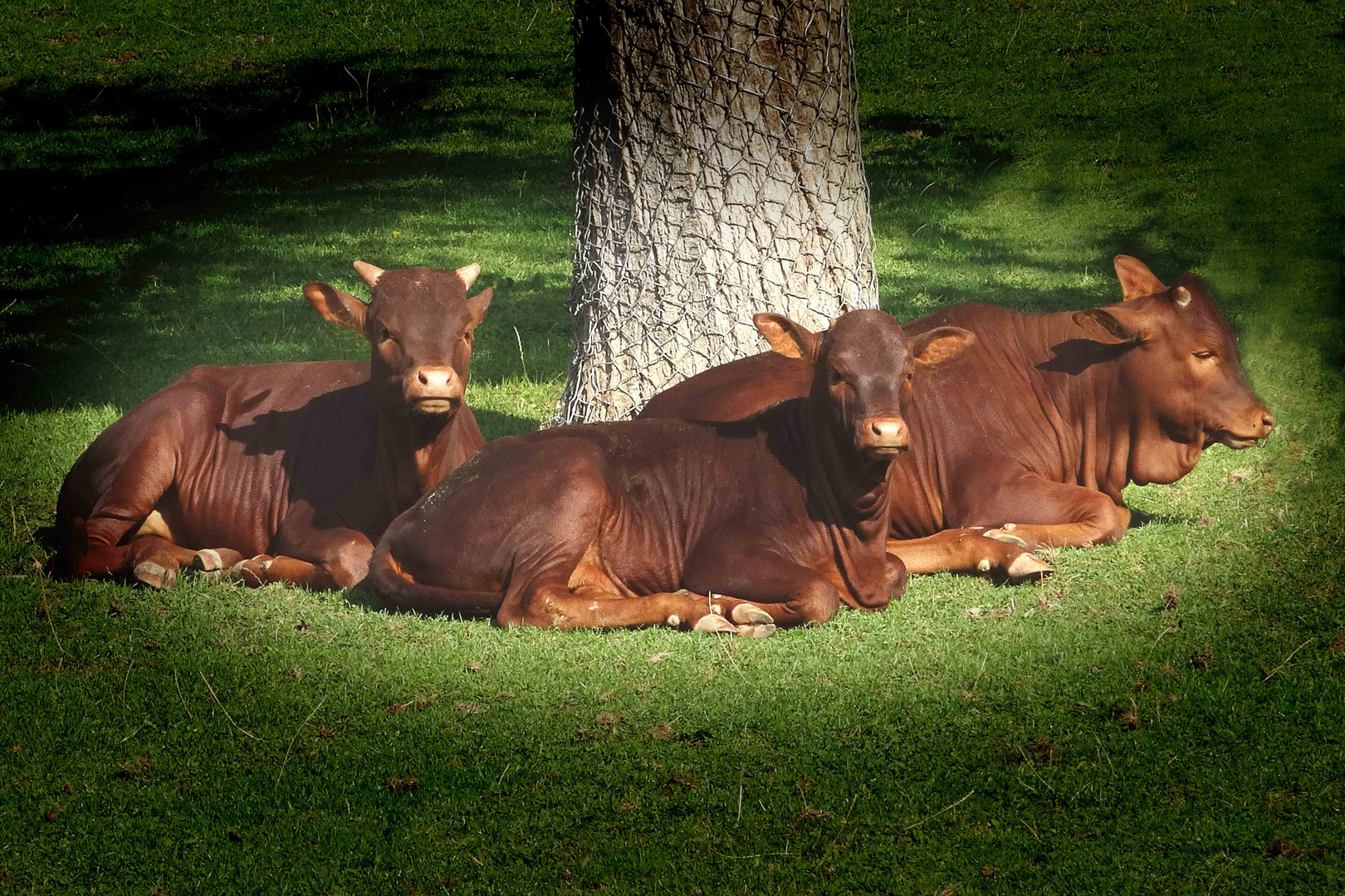 Ruhepause (Junge Watussirinder unterm Baum) -Zoo Neuwied-