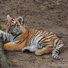Ruhepause ( Sibirische Tiger )