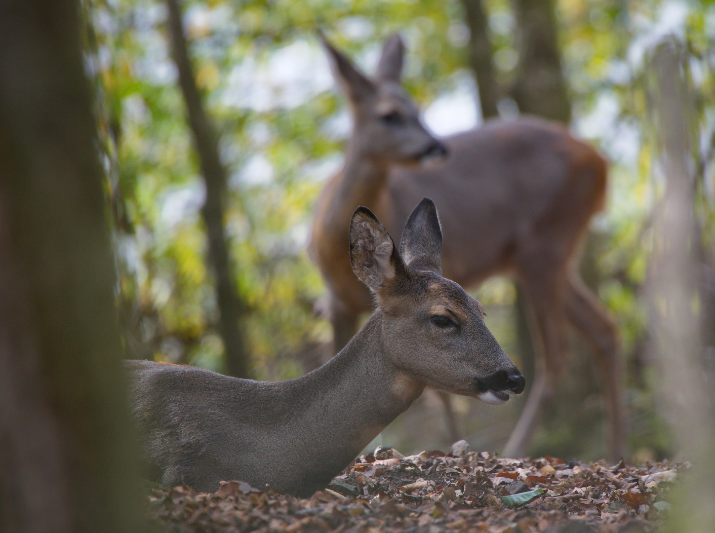 Ruhephase im Wald