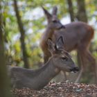 Ruhephase im Wald