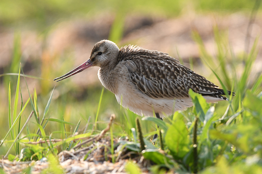 Ruhephase (Watvogel Pfuhlschnepfe)