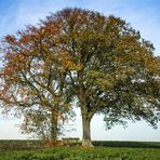 Ruheplatz im Herbst - Die Zwillingslinden