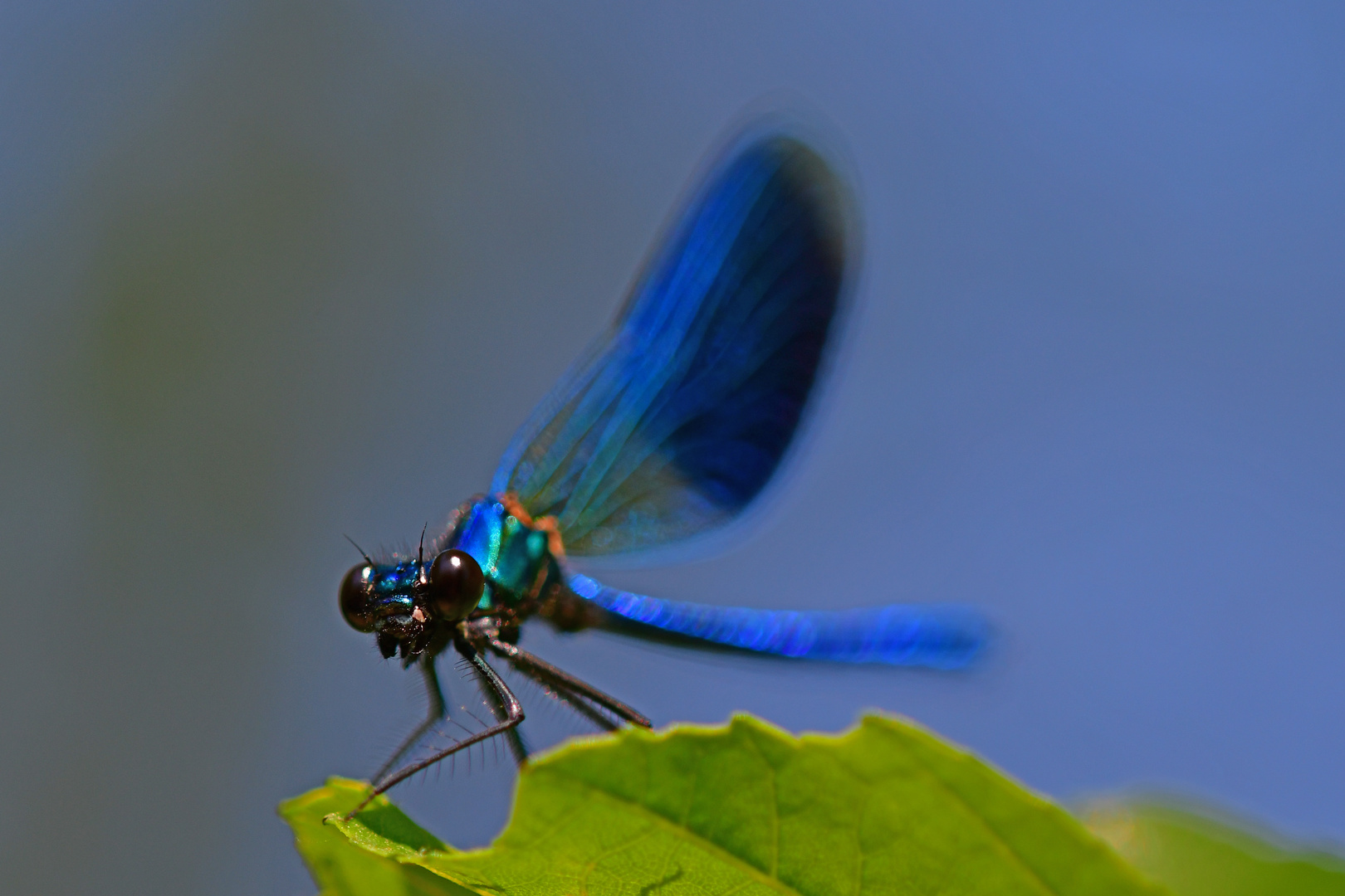 Ruheplatz im Schatten: Gebänderte Prachtlibelle (Calopteryx splendens)