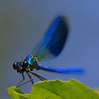 Ruheplatz im Schatten: Gebänderte Prachtlibelle (Calopteryx splendens)