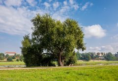 Ruhepol Baum (1)