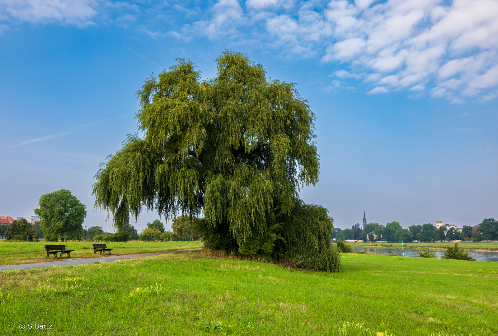 Ruhepol Baum (2)