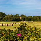 Ruhepunkt Hiddensee (3)