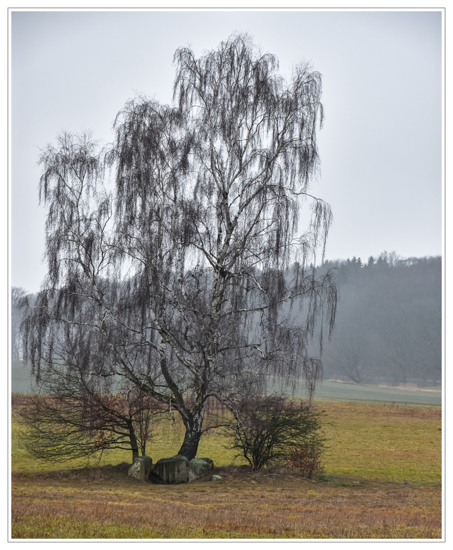 Ruhestätte mit Birke