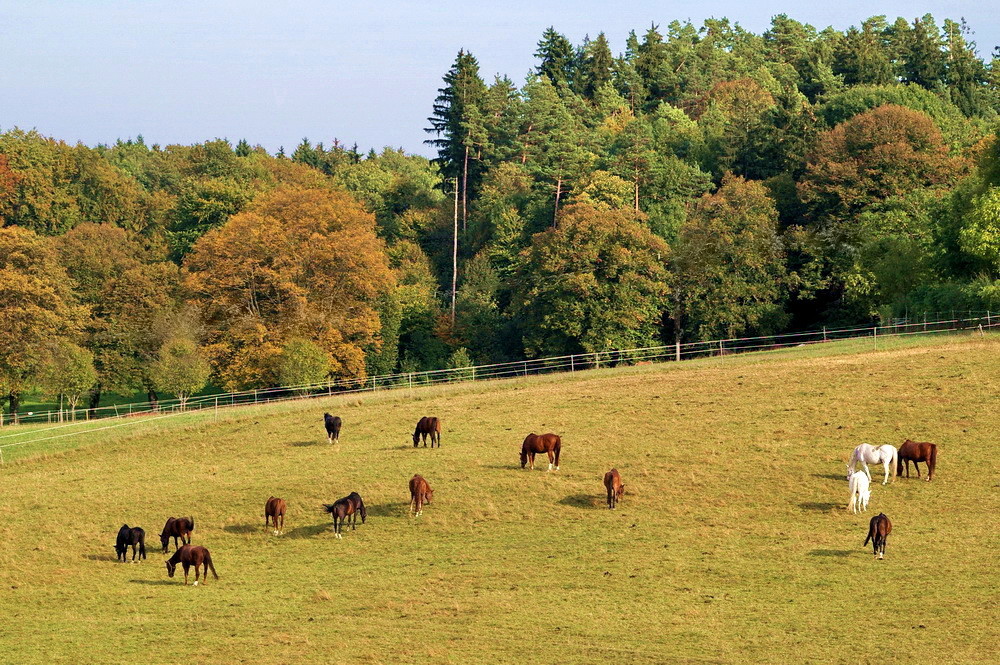 Ruhestandspferde