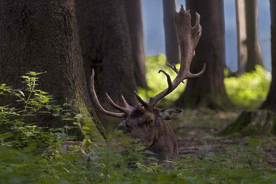 Ruhestörung im Wildpark Poing