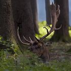 Ruhestörung im Wildpark Poing