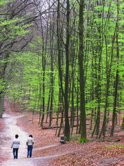 Ruhesuchende Damen beim Waldspaziergang