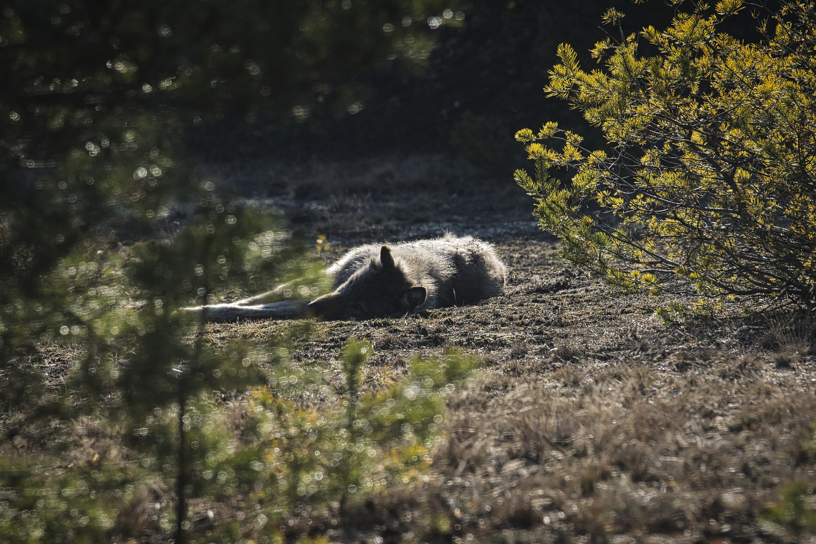 Ruhezeit im Wolfsrevier