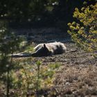 Ruhezeit im Wolfsrevier