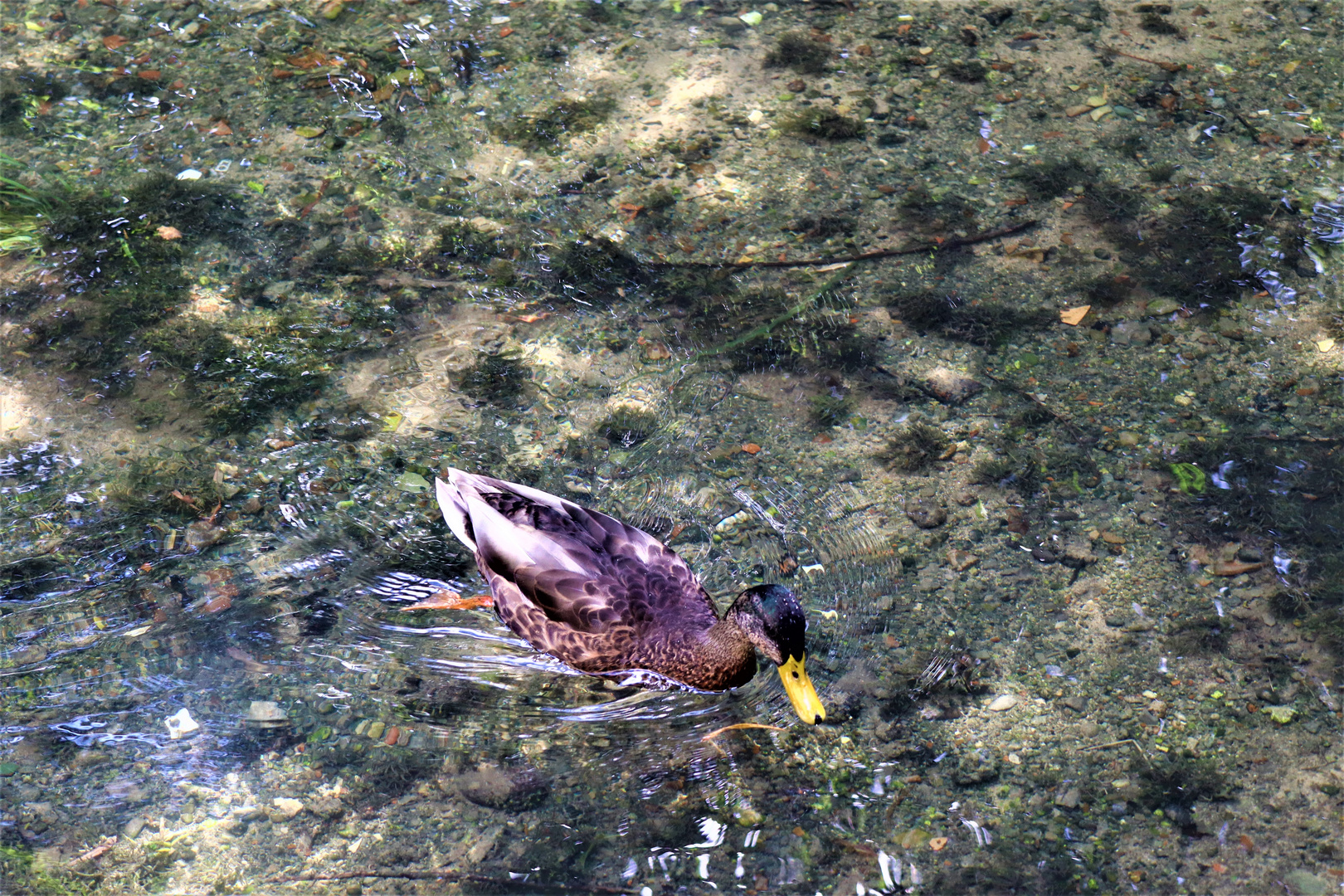 ruhig gleitet Sie über den Fluss