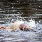 Ruhig mal Rückenschwimmen