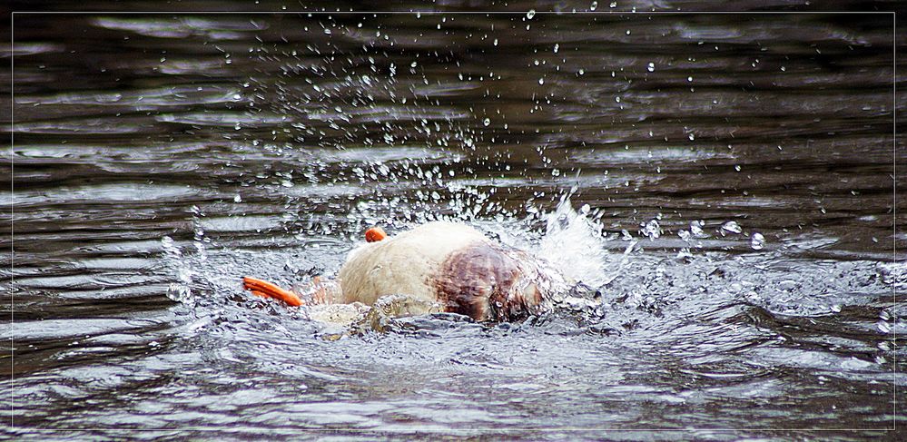 Ruhig mal Rückenschwimmen