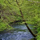 ruhig plätschert er dahin der kleine Bach......inzwischen sind Alle Pflanzen ergünt um ihn herum