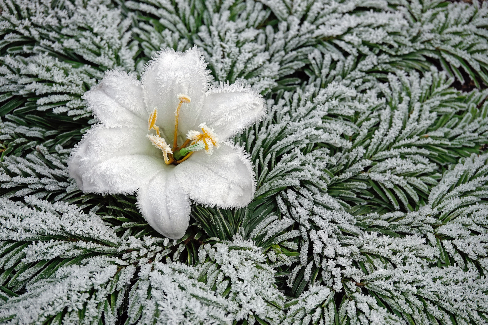 Ruhige, friedvolle und vor allem beSINNliche Weihnachten!