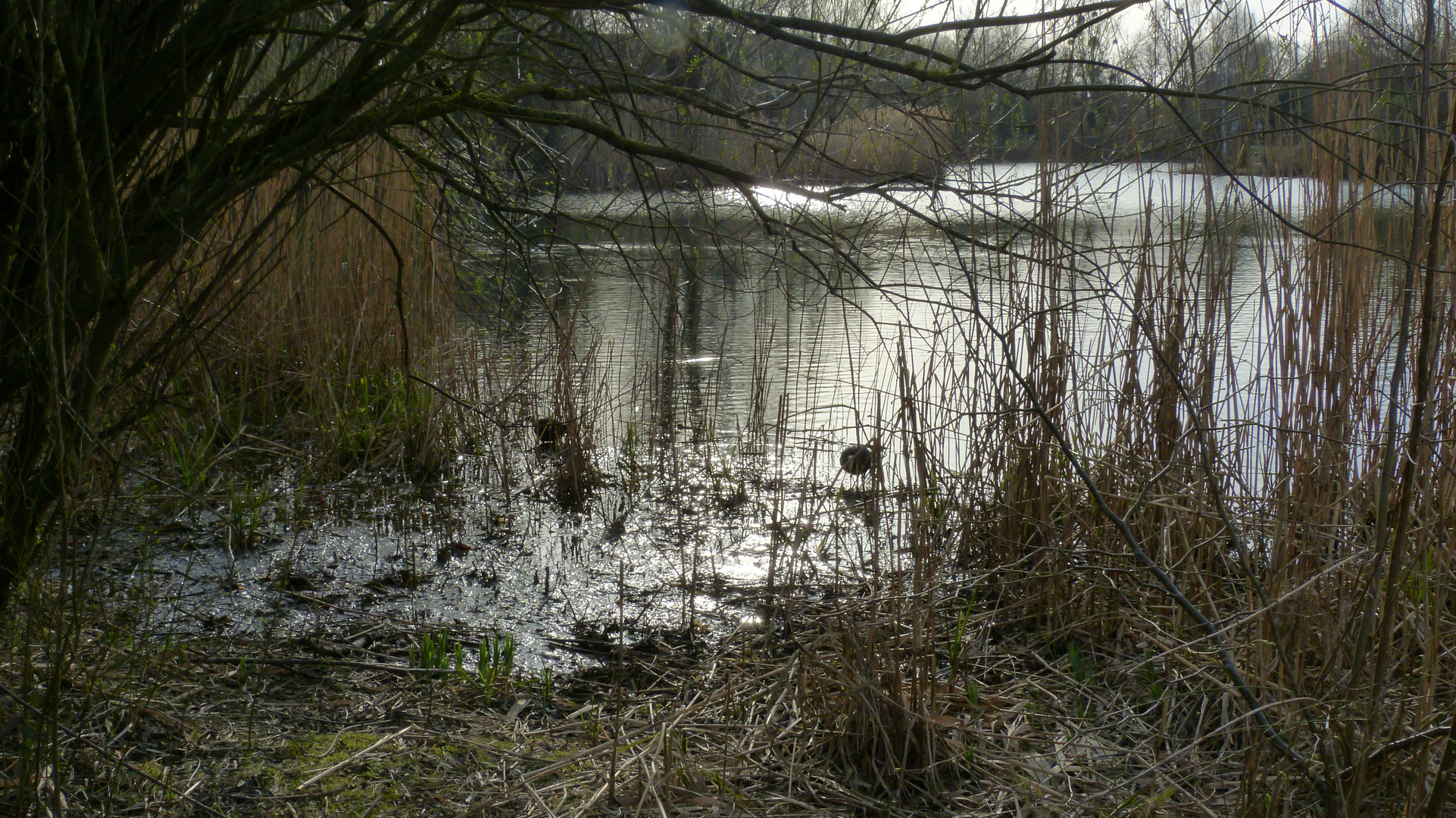 Ruhige Herbsttage am Weiher..