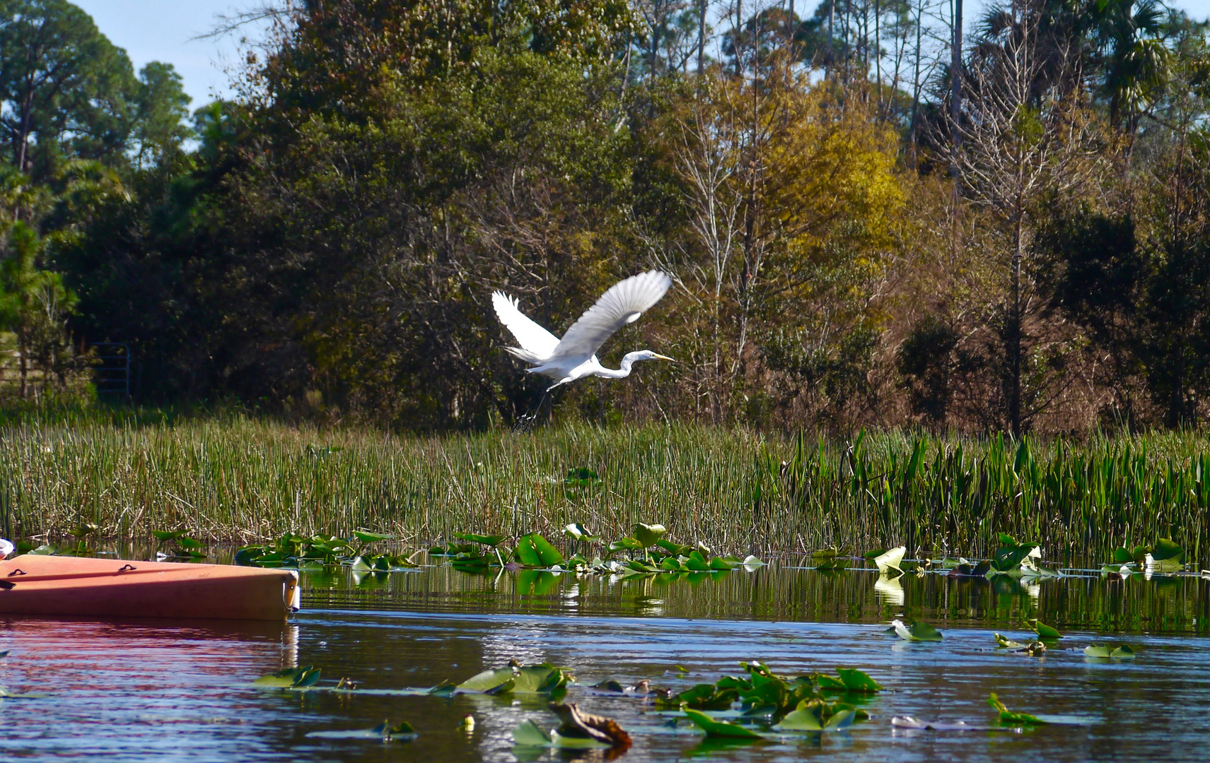 Ruhige See Szene Florida Everglades