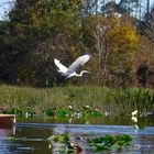 Ruhige See Szene Florida Everglades