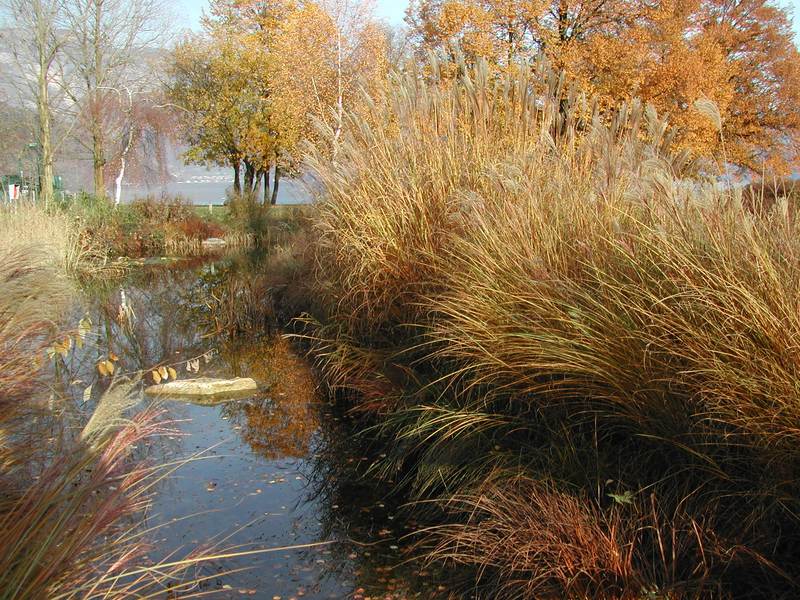 Ruhige Teichlandschaft