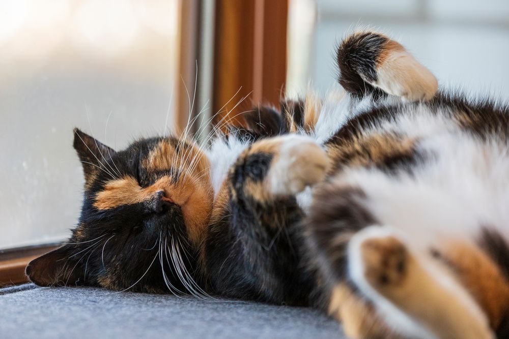 ruhiger Foto & Bild tiere, haustiere, katzen Bilder auf