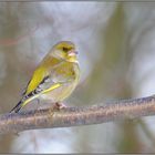 ruhiger Geselle... Grünfink *Carduelis chloris*