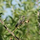 Ruhiger Kolibri