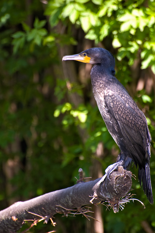 Ruhiger Kormoran, macht nichts anderes als am Baumstamm sitzen..