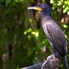 Ruhiger Kormoran, macht nichts anderes als am Baumstamm sitzen..