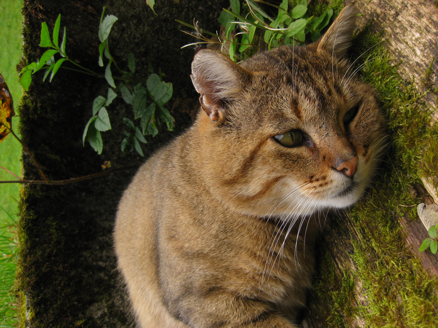 Ruhiger Tiger