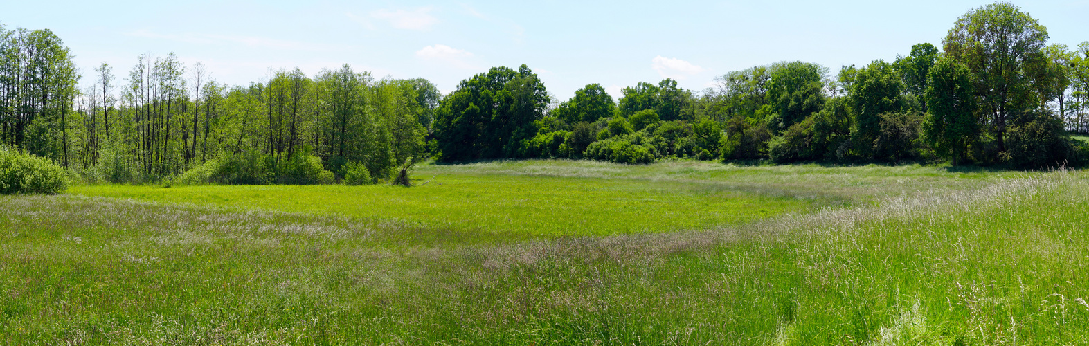 Ruhlsdorfer Bruch: Auf der Wiese der Westflanke