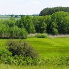 Ruhlsdorfer Bruch: Blick von der NW-Flanke auf die Orchideenwiesen