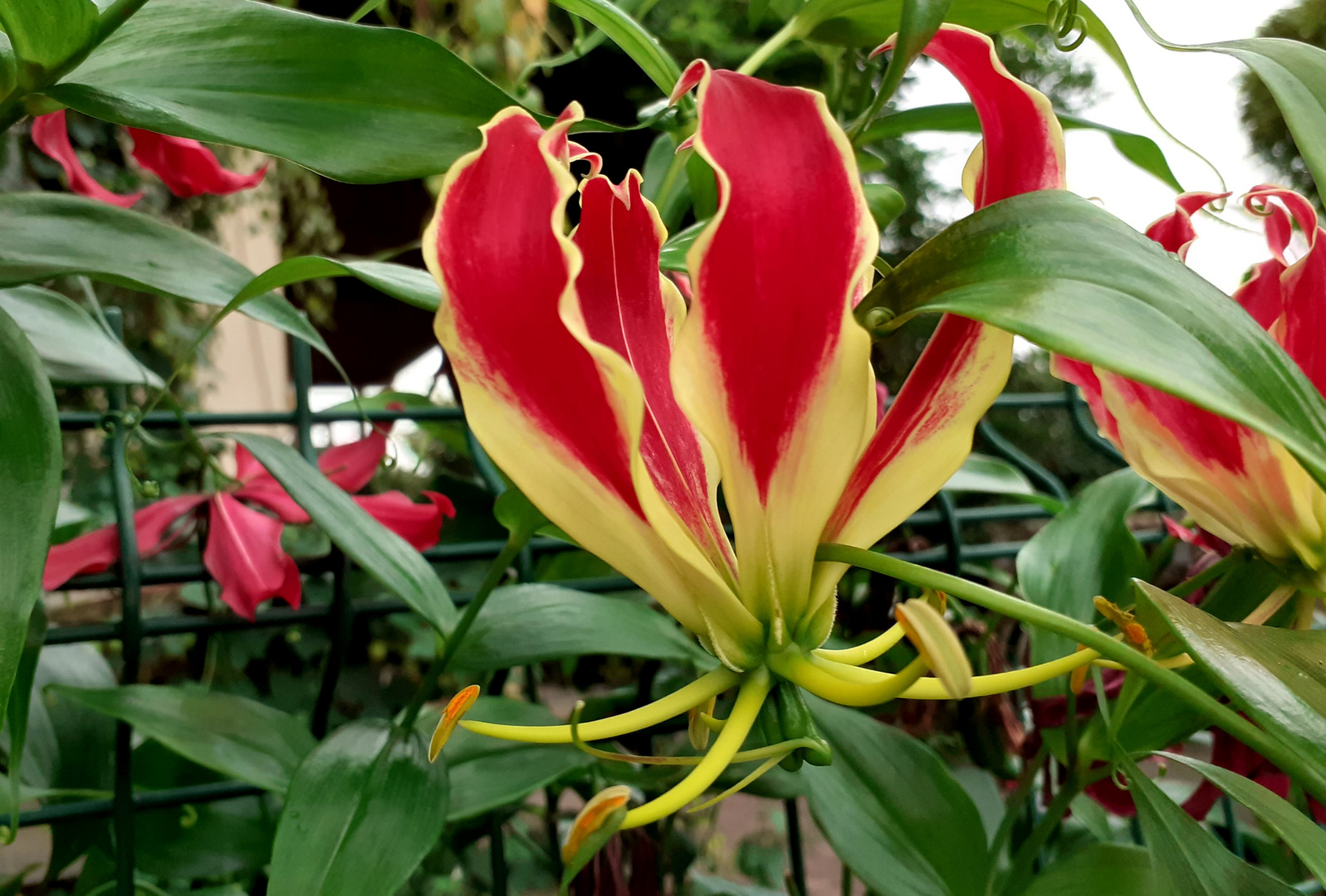 Ruhmeskrone Foto & Bild landschaft, jahreszeiten, lebensräume Bilder