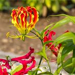 Ruhmeskrone (Gloriosa superba).