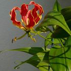 Ruhmeskrone (Gloriosa superba)