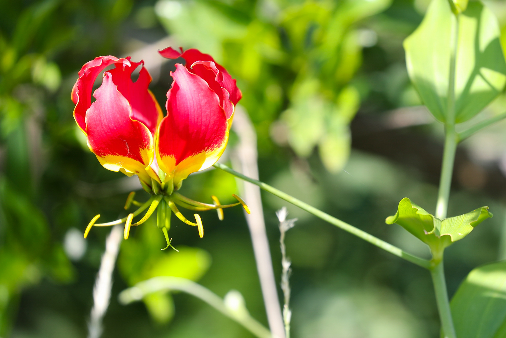 Ruhmeskrone (Gloriosa superba)