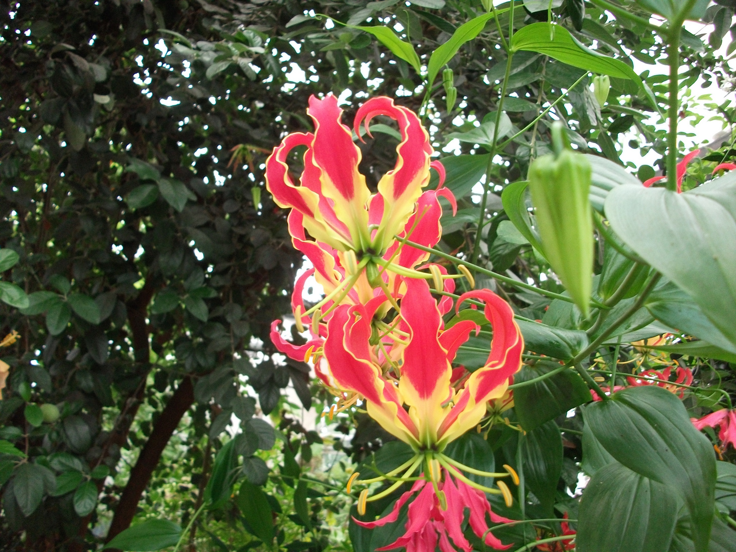 Ruhmeskrone im Botanischen Garten