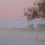 Ruhr im rosa Pyjama